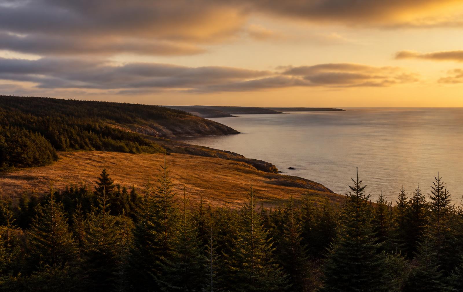 Coastal landscape in Nova Scotia, Canada, with forest, an open clearing and the Atlantic in evening light